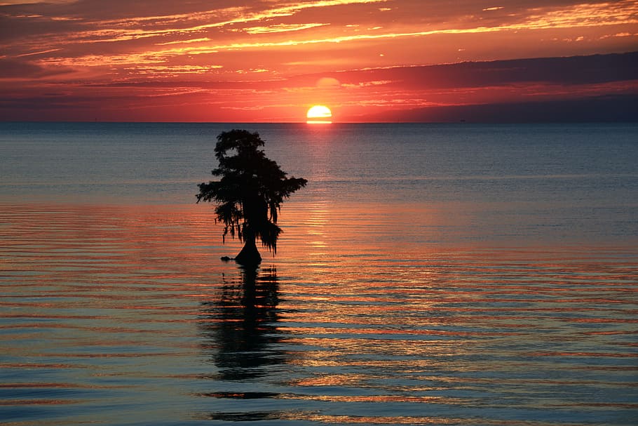 silhouette of tree during golden hour, swamp, sunrise, water HD wallpaper