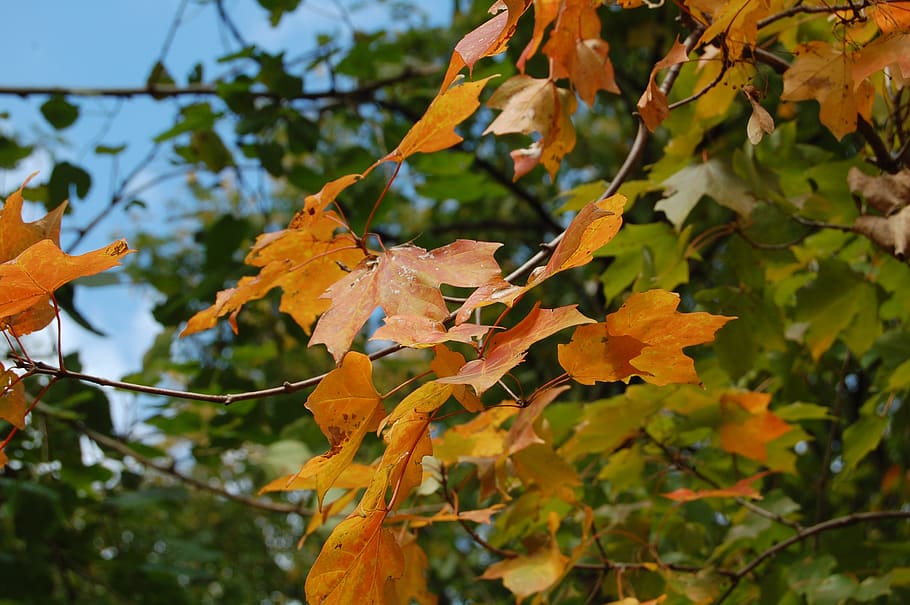 autumn, leaves, fall, nature, maple, tree, colorful, orange HD wallpaper