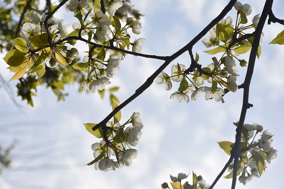 blossoms, spring, tree, plant, growth, beauty in nature, branch HD wallpaper