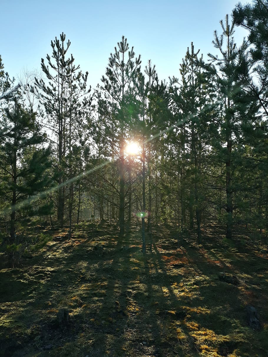 Фото загрузки леса. Солнце в лесу пригревало так что шишки. Bosque Sol.