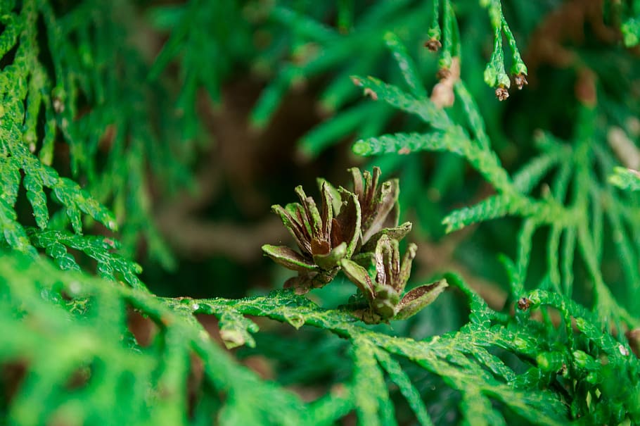 micro, green, fir, green color, plant, close-up, leaf, growth HD wallpaper