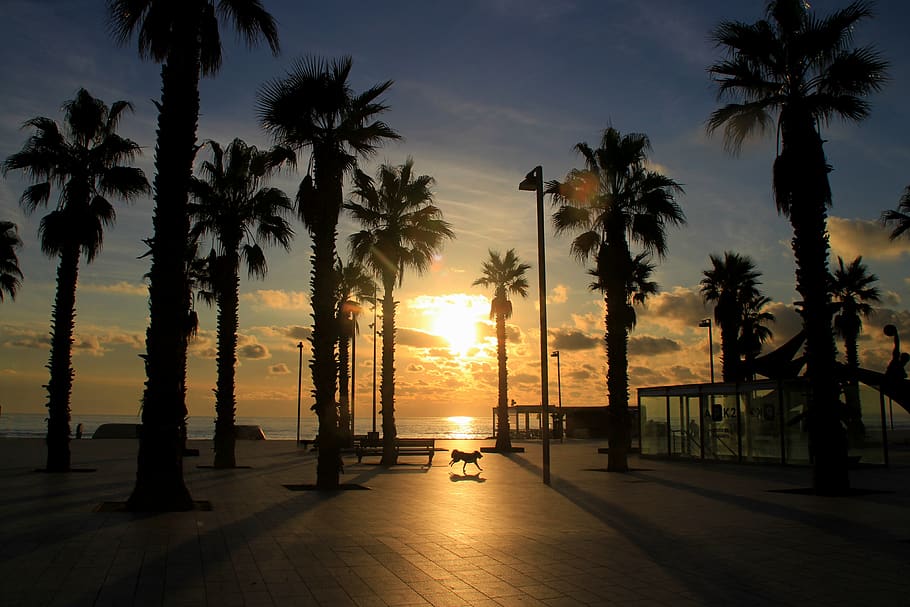 sunrise, palm trees, exotic, sky, red, dog, shadows, sunset HD wallpaper