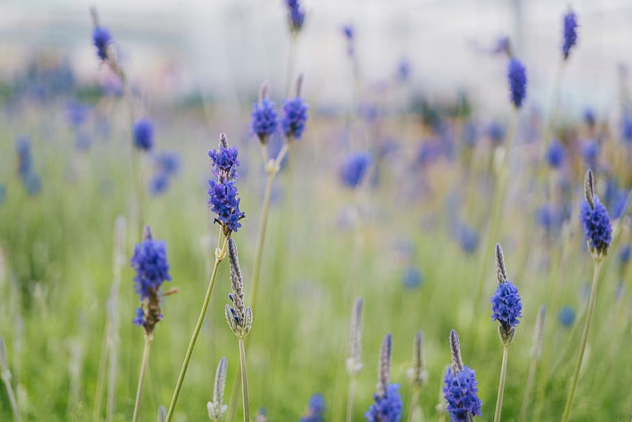 Selective Focus Photography of Blue Petaled Flowers, beautiful HD wallpaper