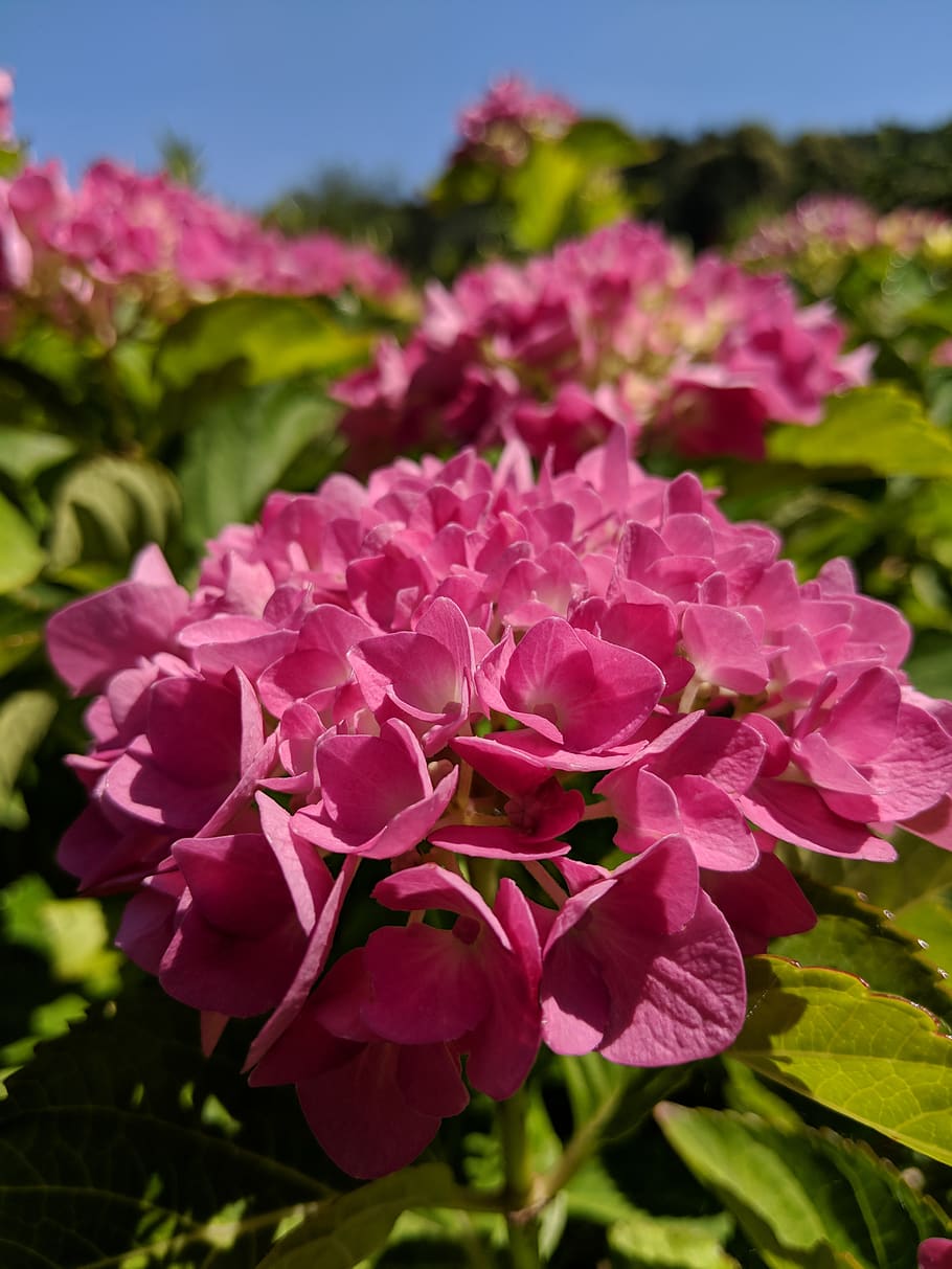 flowering plant, beauty in nature, vulnerability, freshness HD wallpaper