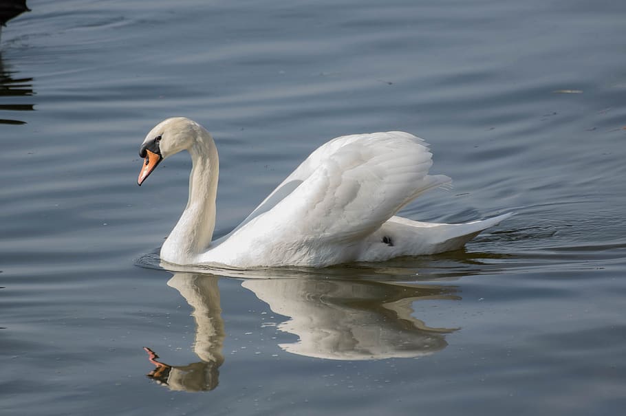 bird, waters, nature, feather, lake, animal world, bill, water bird HD wallpaper