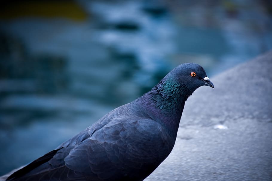 paloma, ave, animals, pen, nature, flight, blue, pigeons, bird HD wallpaper