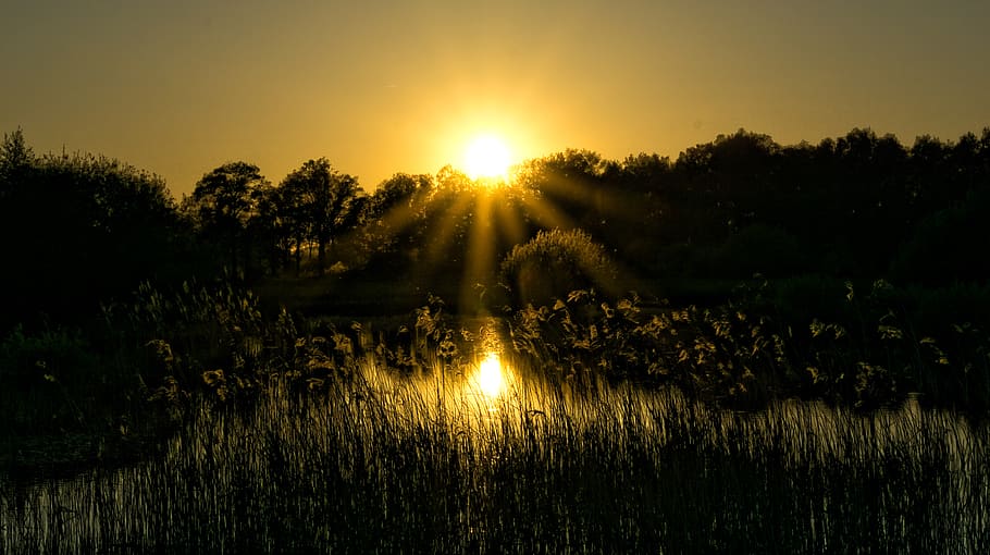nature, sunset, sunrays, sunlights, water, dutch, plant, sky HD wallpaper
