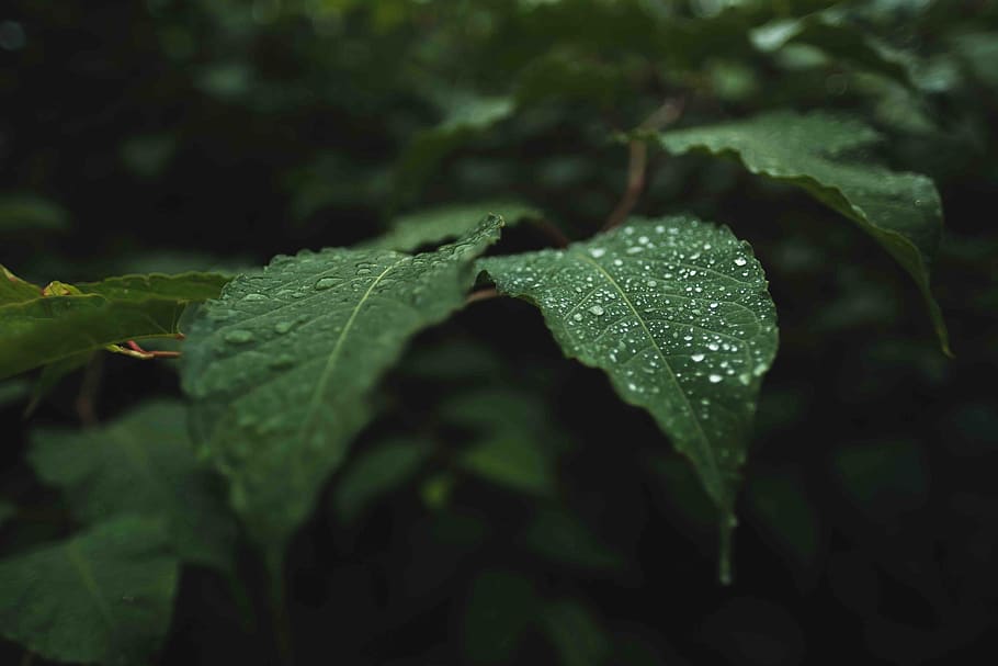 water, leaf, blur, bokeh, green, plant part, drop, wet, growth HD wallpaper