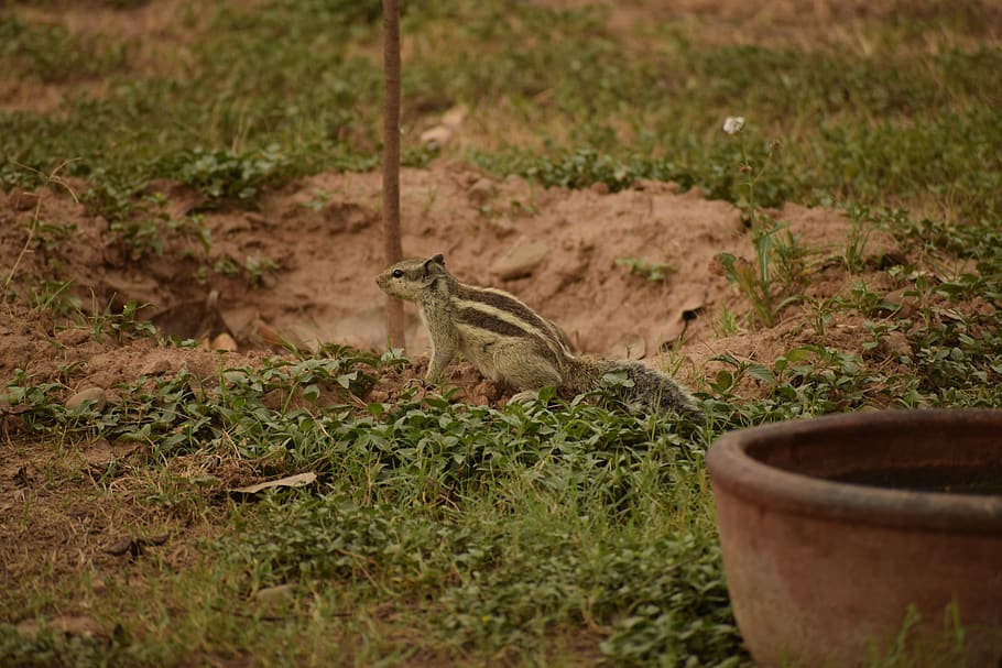 green, squirrel, sand, nature, cute, animal, ground, tail, wildlife HD wallpaper