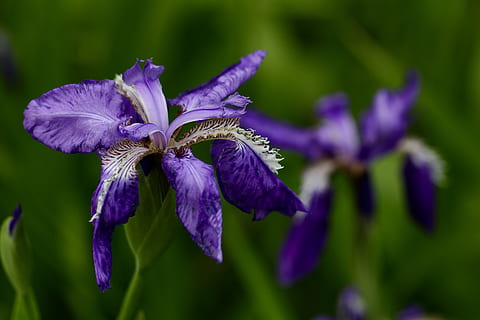 blossom, flower, iris, plant, petal, geranium, purple, anther HD wallpaper