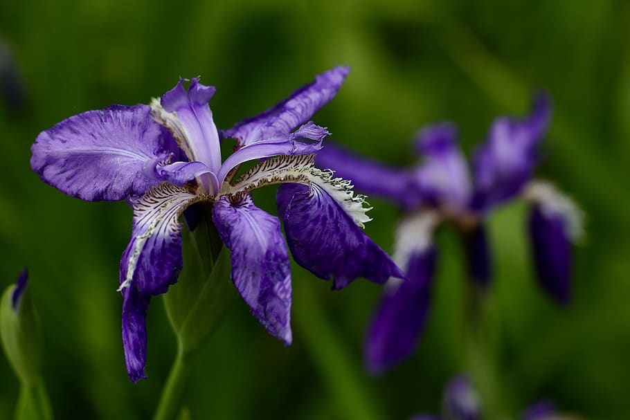 blossom, flower, iris, plant, petal, geranium, purple, anther HD wallpaper
