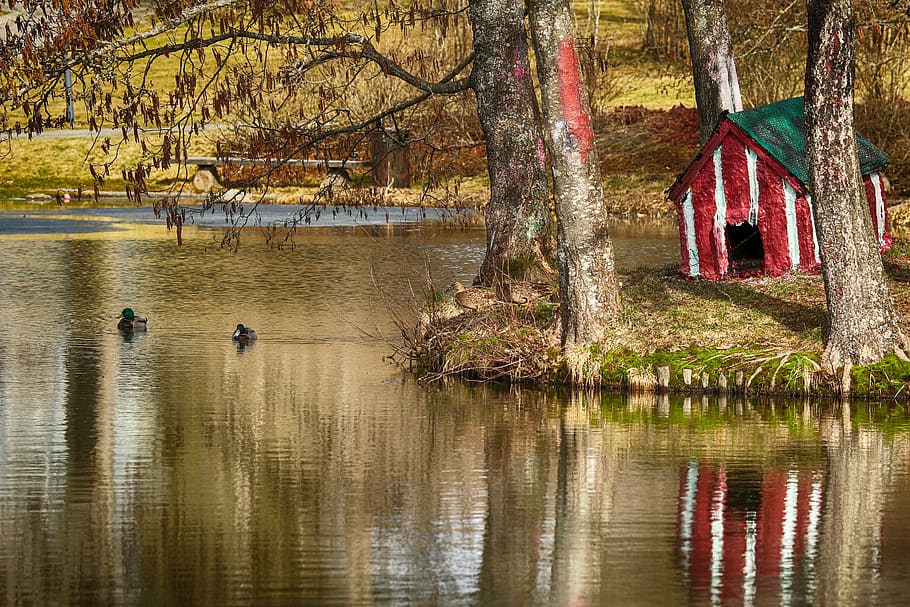 landscape, nature, lake, ducks, spring, trees, water, reflection HD wallpaper