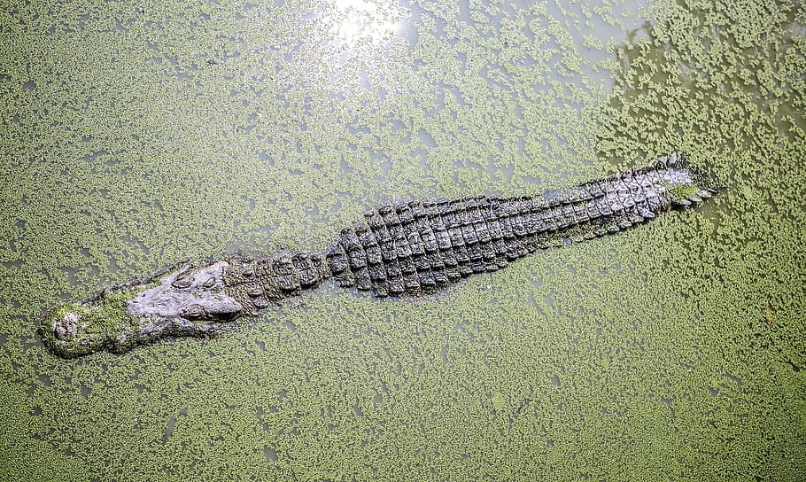 river, lake, alligator, croc, crocodile, reptile, lizard, water HD wallpaper