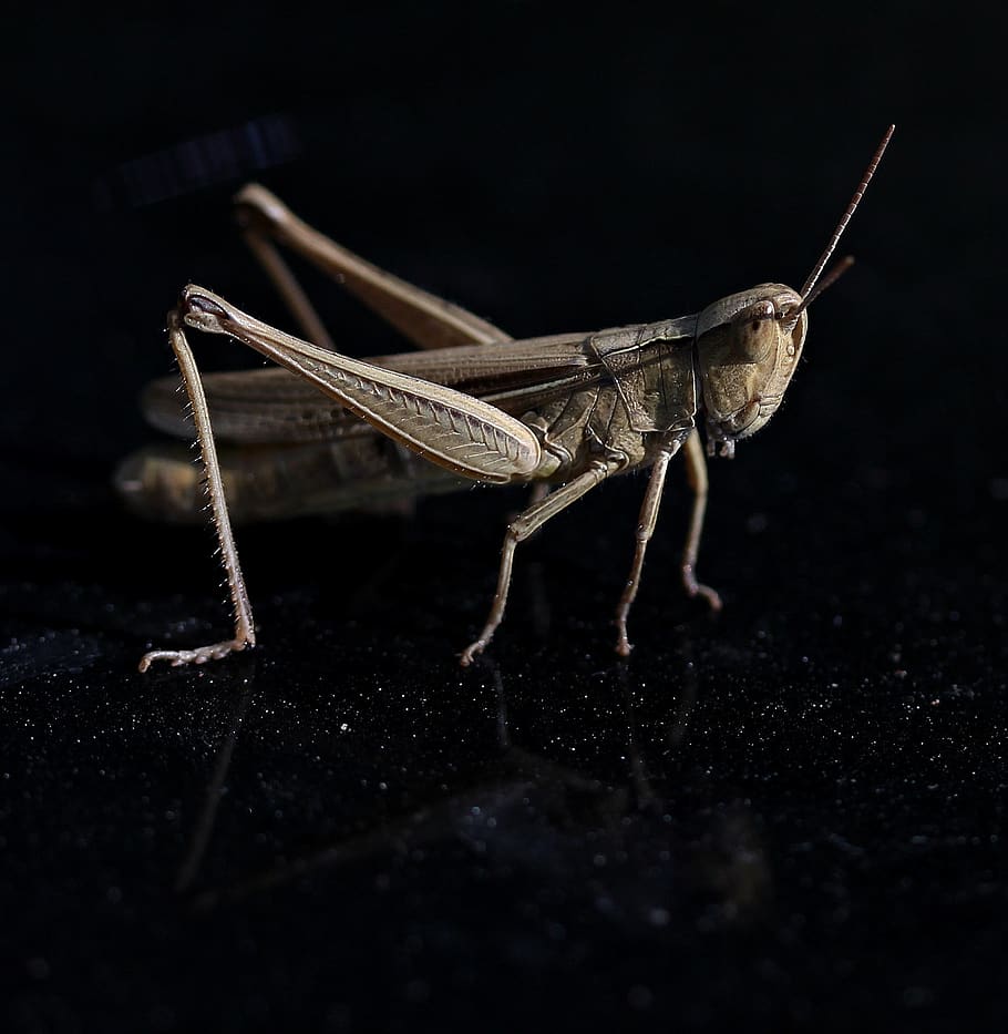 grasshopper, insecta, macro, nature, rest, invertebrate, one animal HD wallpaper