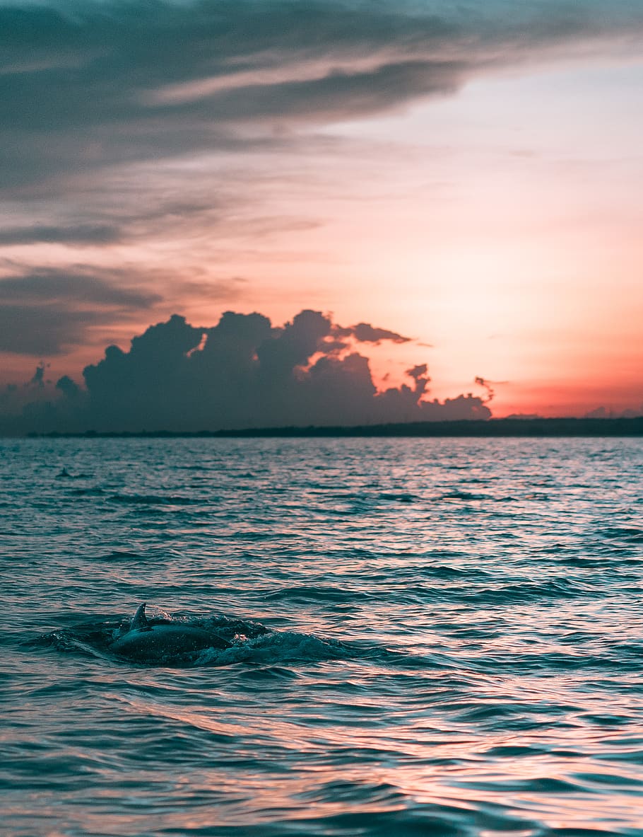 HD wallpaper: Dolphin in Water, clouds, evening, landscape, marine life ...