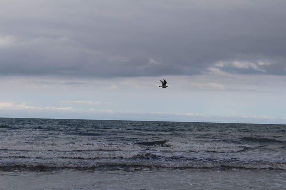 blue, sea, seagull, water, sky, horizon over water, cloud - sky HD wallpaper