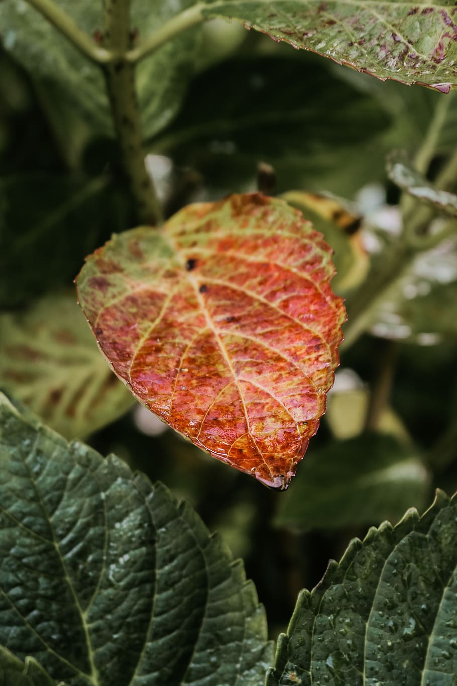 germany, juist, leaf, plant part, close-up, leaf vein, nature HD wallpaper