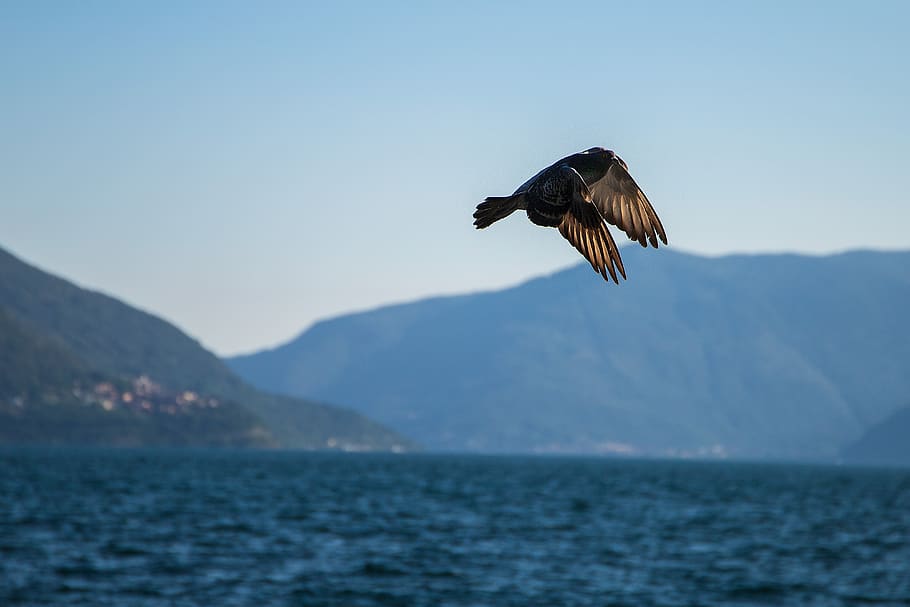 dove, flight, bird, nature, wing, flying, sky, dom, animal themes HD wallpaper