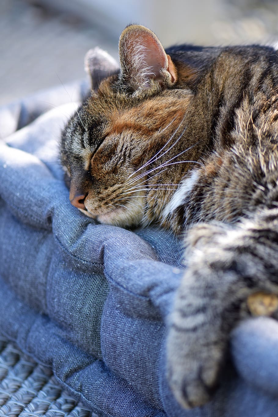cat, mackerel, pet, animal, domestic cat, fur, view, close up HD wallpaper