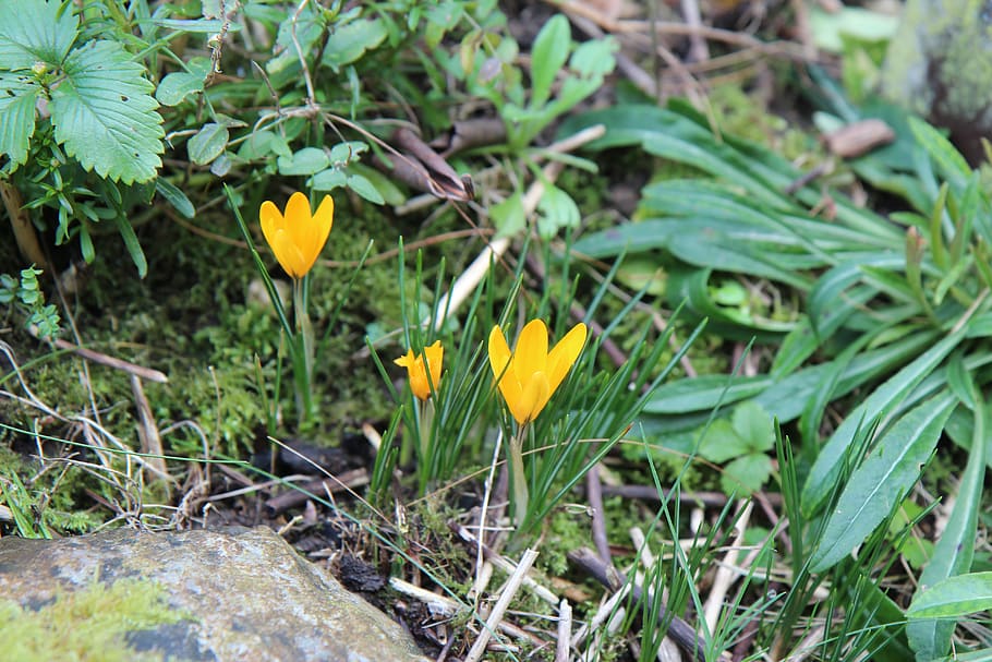 crocus, crocus yellow, flowers, spring, bulb, plant, growth HD wallpaper