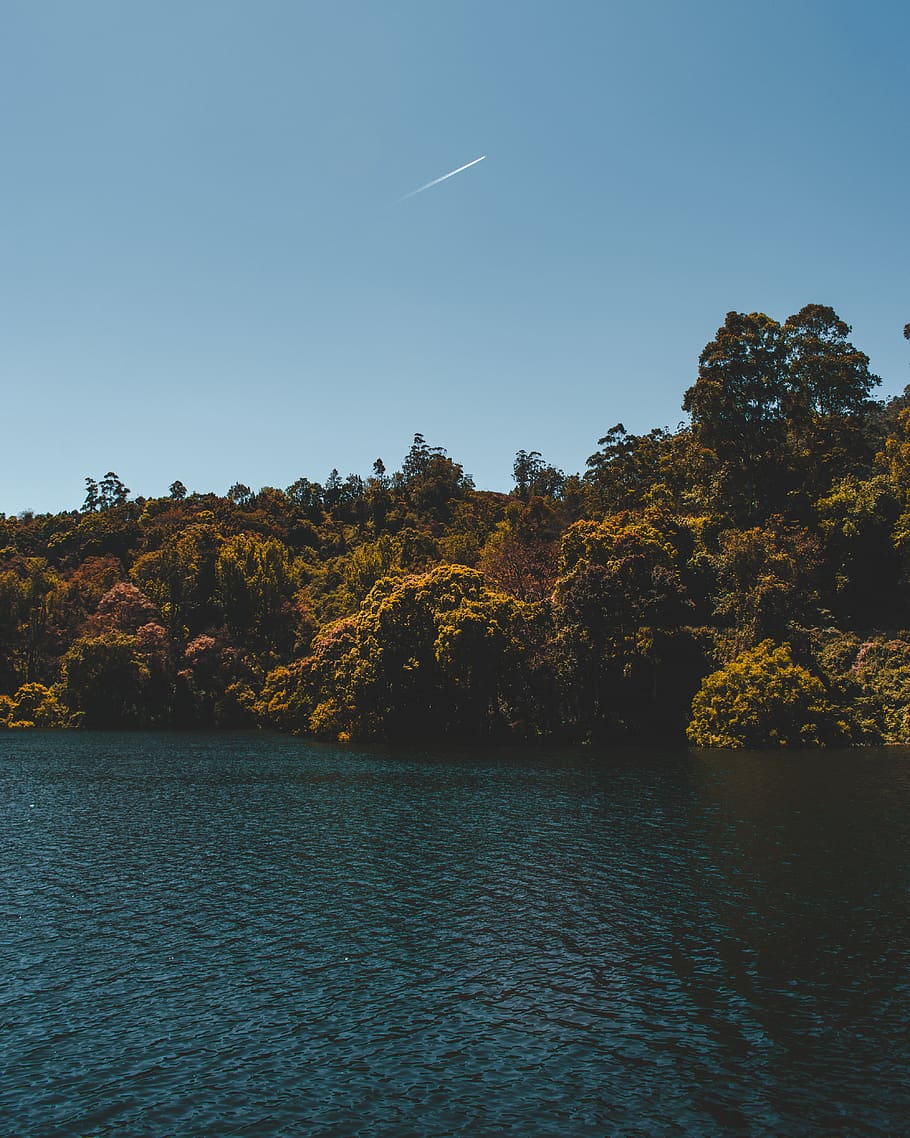 ocean beside trees during daytime, outdoors, nature, land, water HD wallpaper
