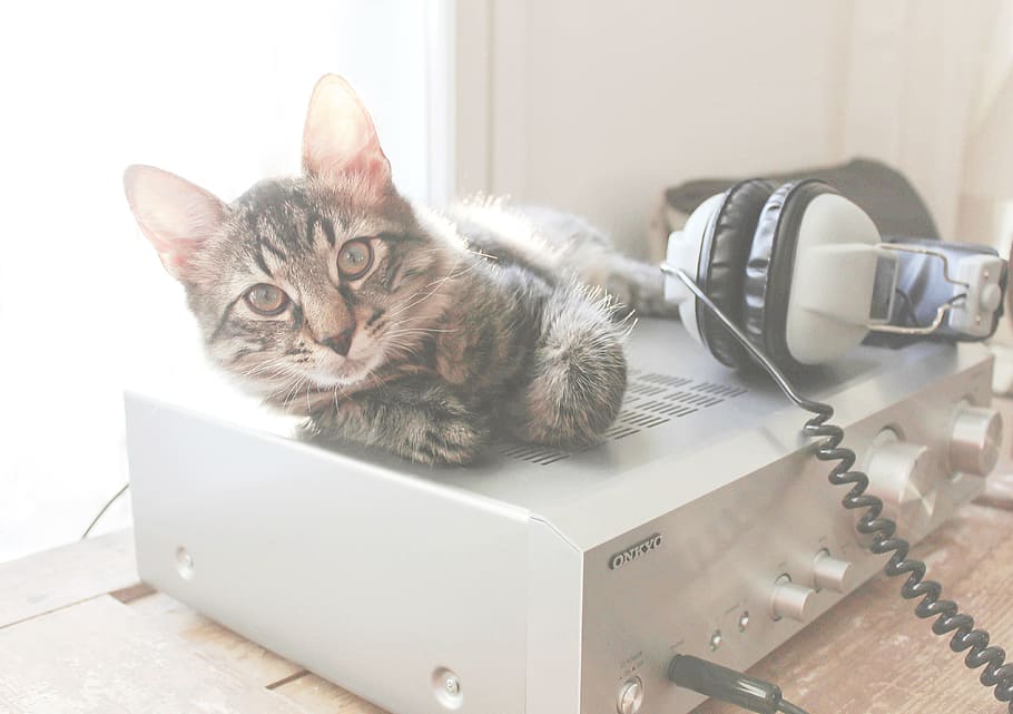 cat, amplifier, headphones, springtime, sun, technology, pet HD wallpaper