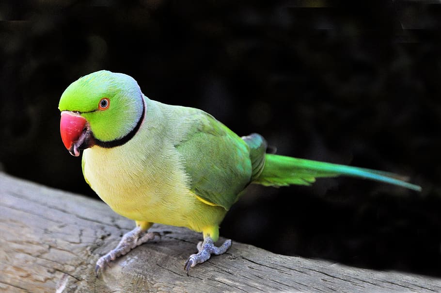 Rose-ringed Parakeet, animal, beautiful, bright, close-up, color, HD wallpaper