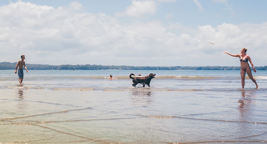 Short-coated Black Dog on Seashore, beach, daylight, landscape HD wallpaper