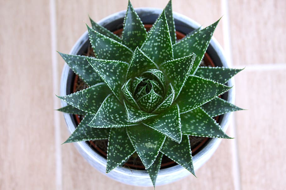 cactus, plant, green color, plant part, leaf, succulent plant HD wallpaper