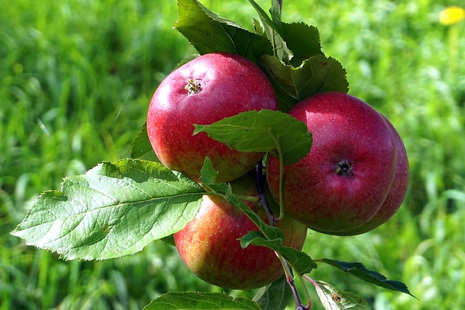 fruit, food, leaf, healthy, nature, food and drink, healthy eating HD wallpaper