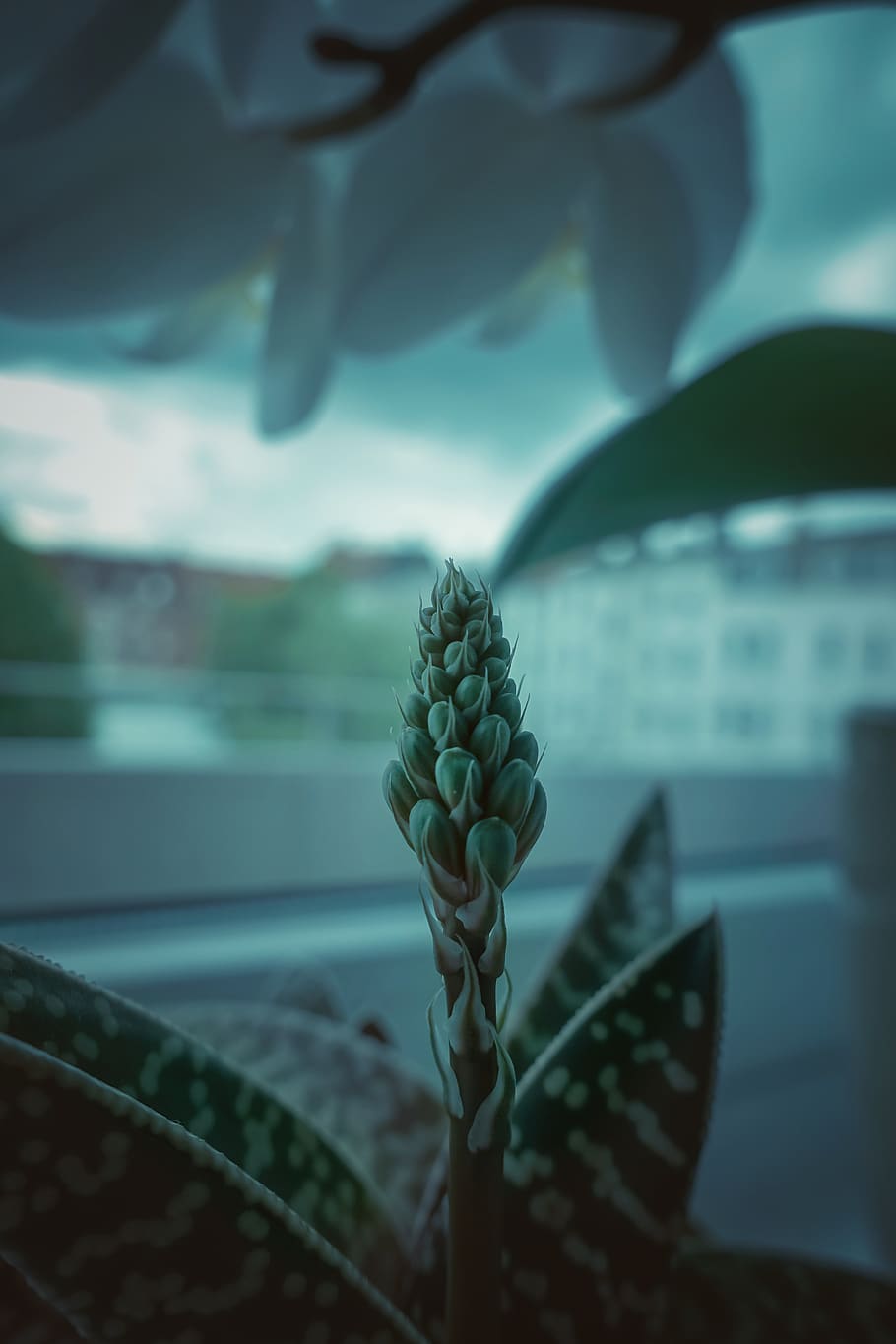 plant, green, blossom, window, home, flower, mood, blue, dark HD wallpaper