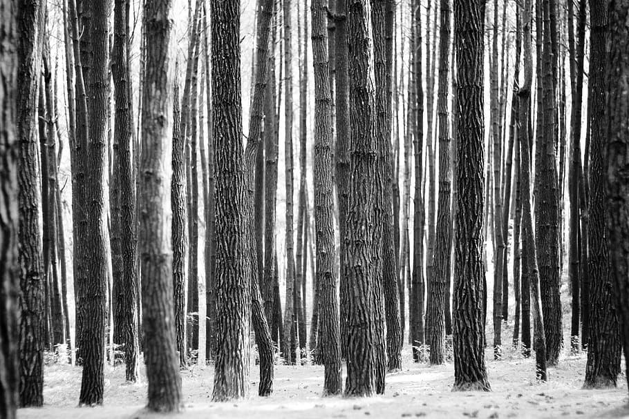 forest, nature, langscape, textures, black white, landscape HD wallpaper