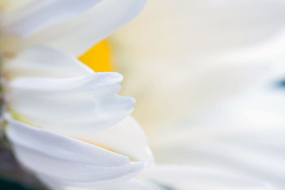 flower, macro, closeup, petal, vulnerability, fragility, freshness HD wallpaper