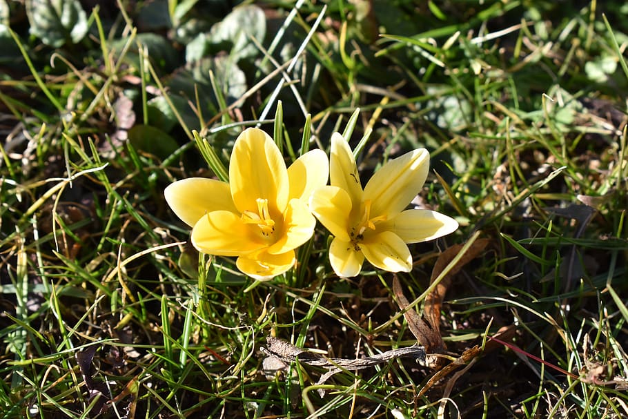 crocus, spring, nature, flowers, flowering plant, petal, freshness HD wallpaper