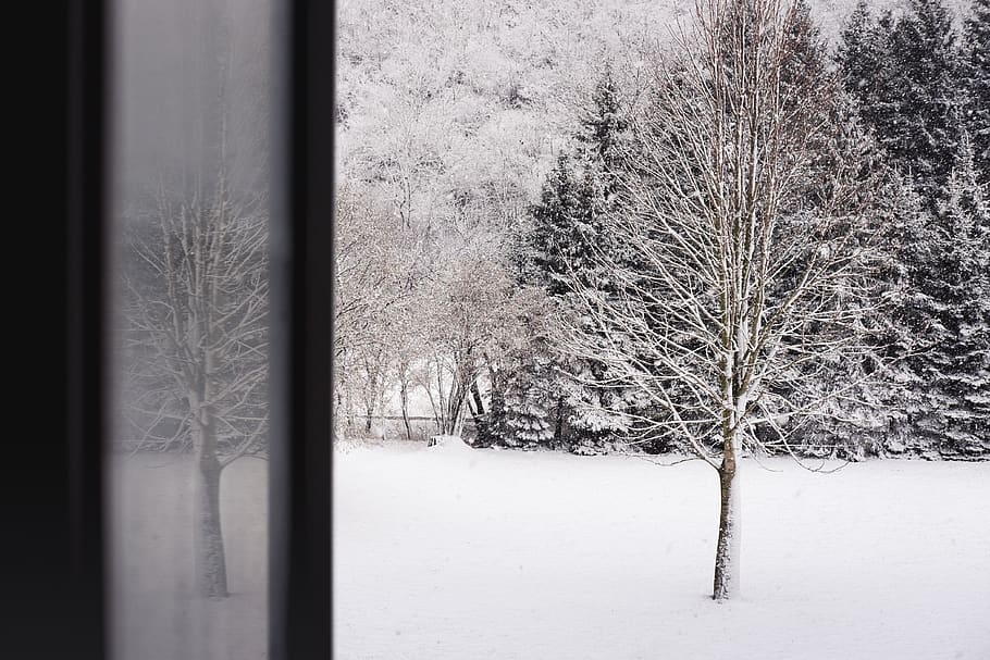 trees, nature, nature lover, winter, winter wonderland, snow HD wallpaper