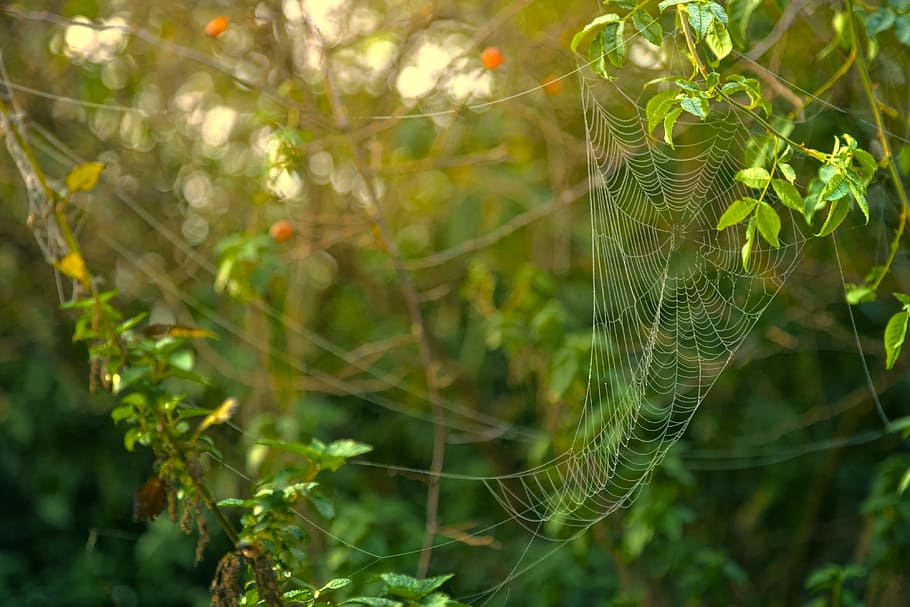 Spider Web Formed on Green Leaves, blurred background, bright HD wallpaper