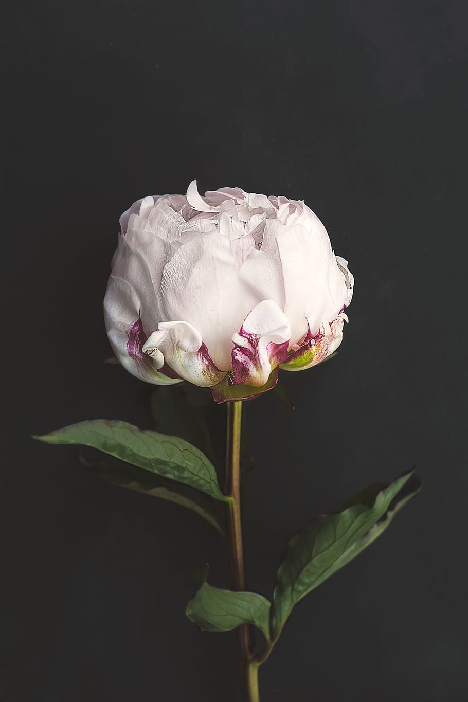 delicate, flower, nature, rose, pink, fragrance, flowering plant HD wallpaper
