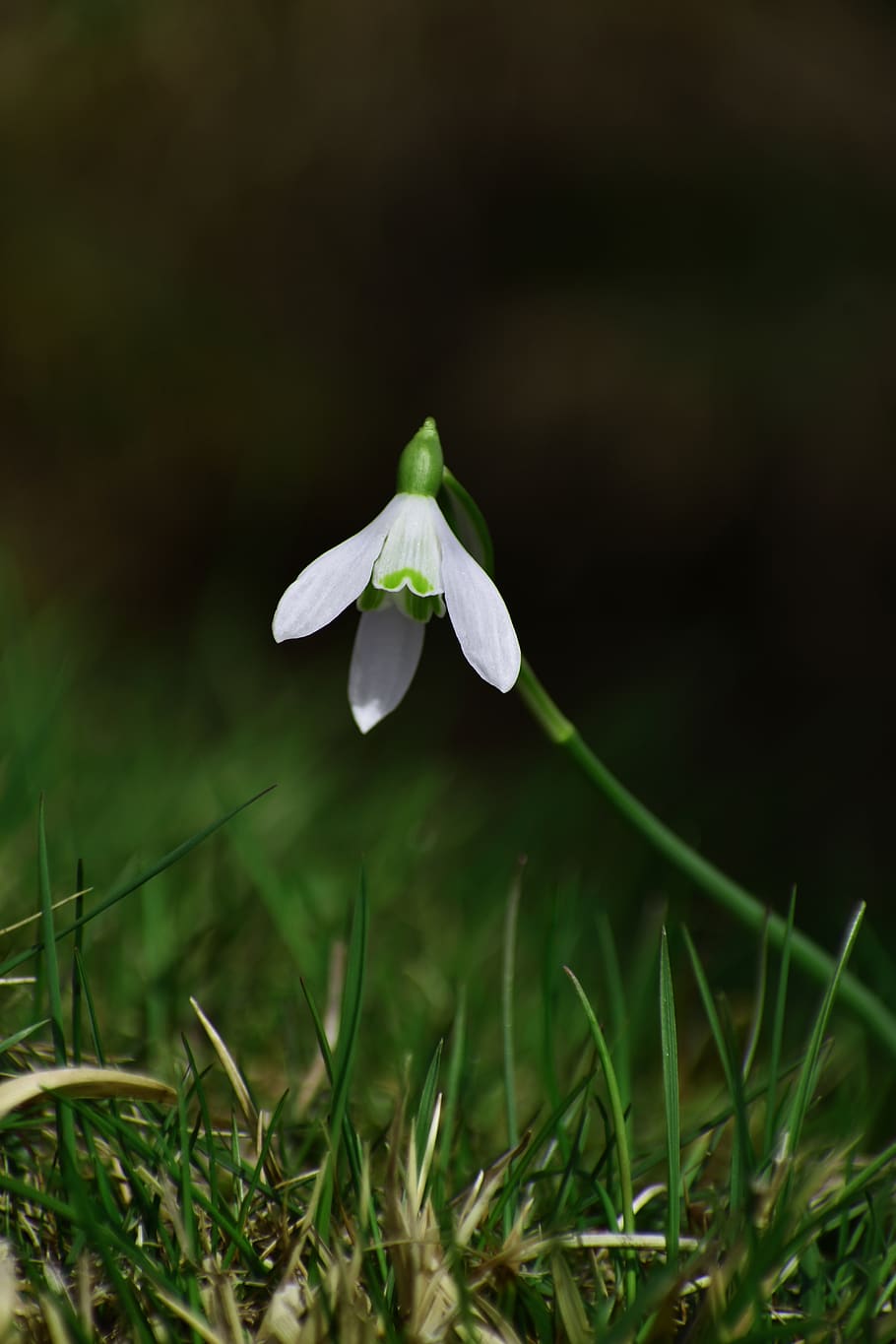 White Snowdrop Flower, flora, still life, white flower, plant HD wallpaper