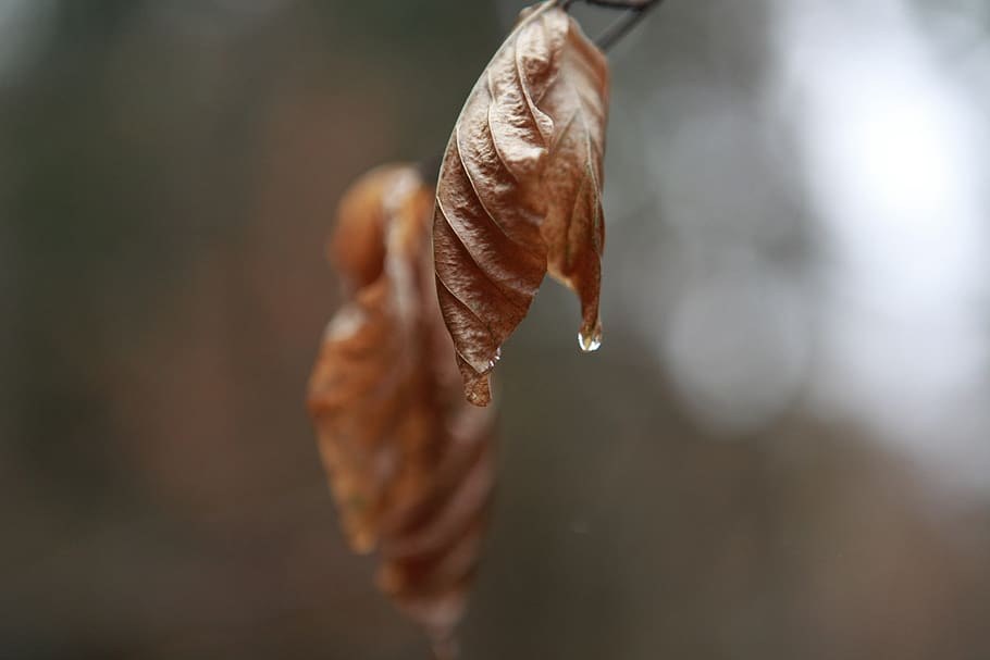 tree, natura, natural, forest, green, water, wood, brown, branch HD wallpaper