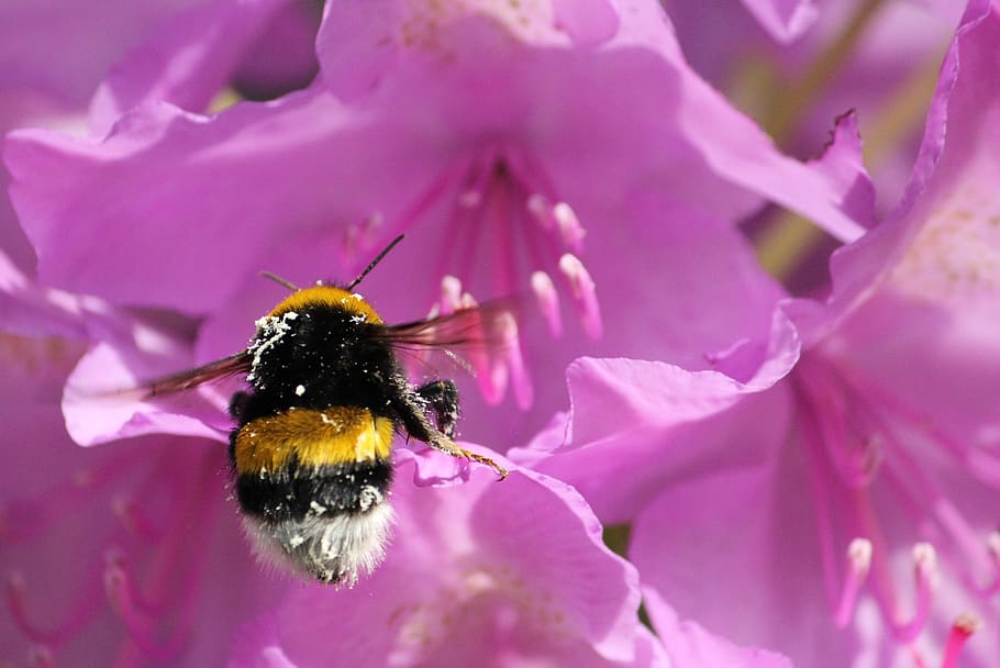 hummel, violet, insect, flower, rhododendron, park, nature HD wallpaper