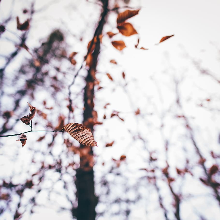 trees, leaves, fall, autumn, amber, brown, branches, forest HD wallpaper