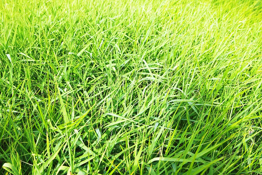 con2011, background, field, fresh, garden, grass, green, growth HD wallpaper