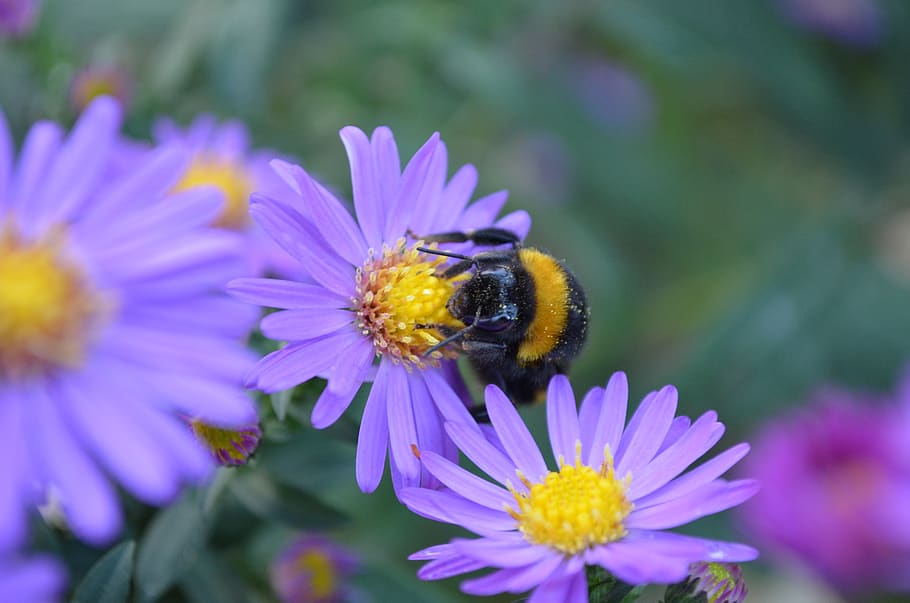 nature, flower, insect, flowering plant, fragility, petal, beauty in nature HD wallpaper