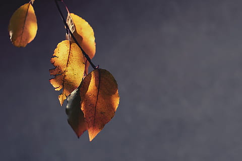 yellow leaves, leaf, plant, veins, tree, nature, orange, autumn HD wallpaper