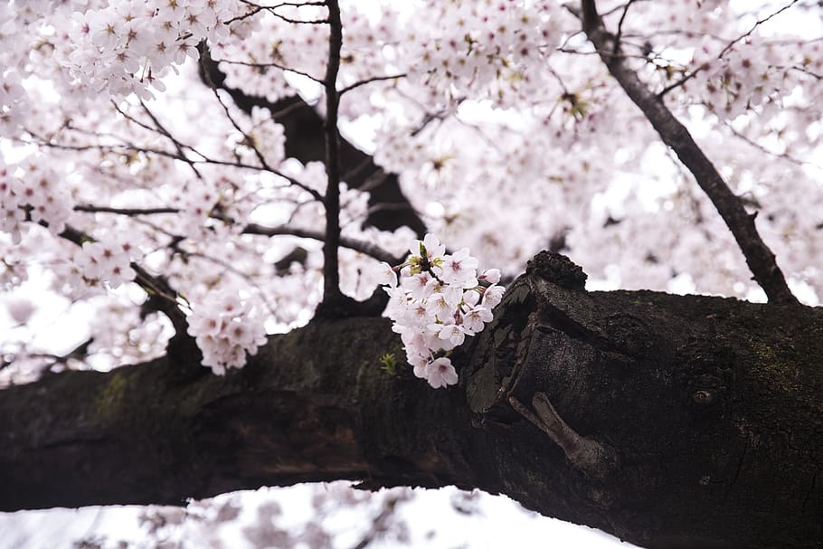white flowering tree, plant, blossom, cherry blossom, produce HD wallpaper