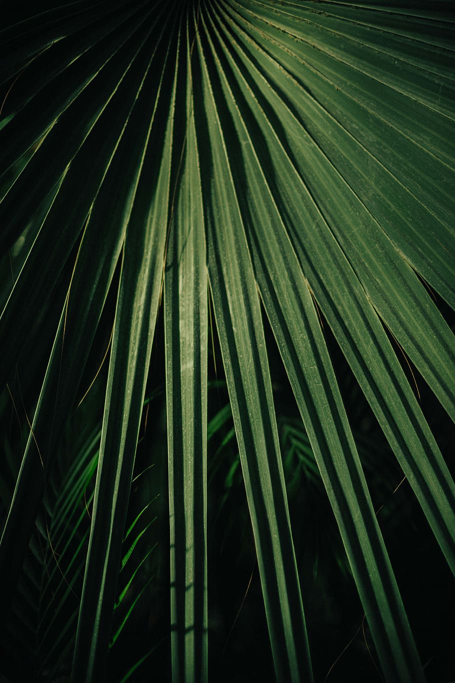 green-leafed plant, paris, france, serres d'auteuil, tree, palm tree HD wallpaper