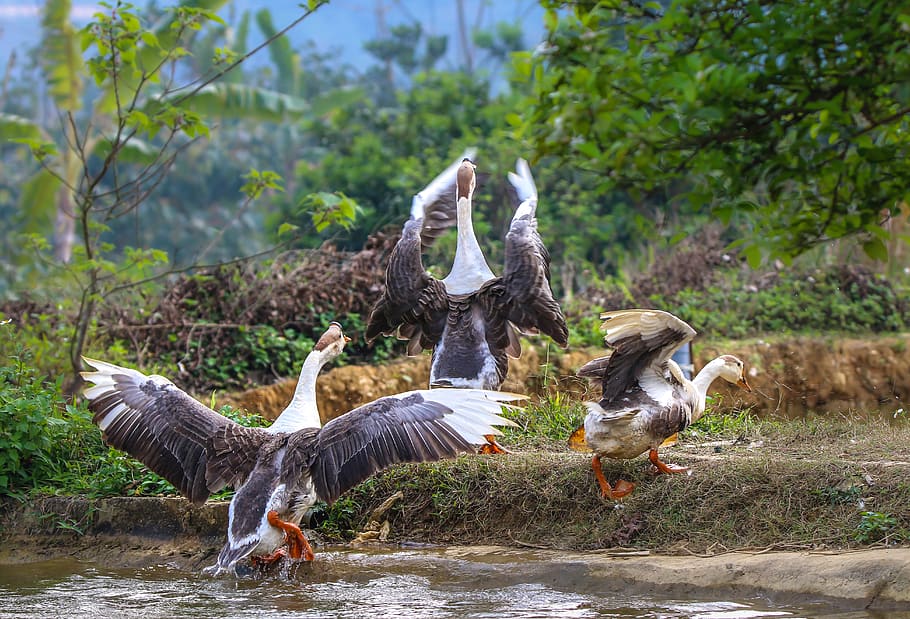 goose, tree, water, airy, aesthetic, bird, animal themes, group of animals HD wallpaper