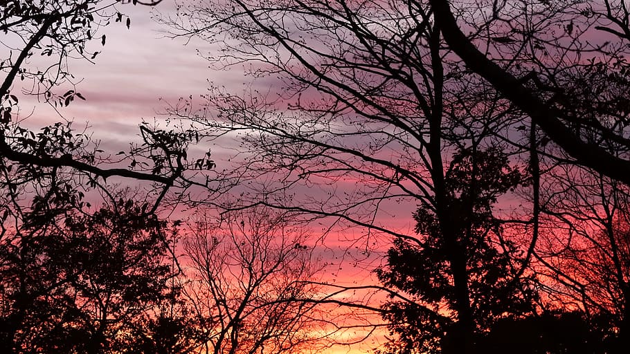 sunset, trees, silhouette, desktop background, plant, sky, branch HD wallpaper
