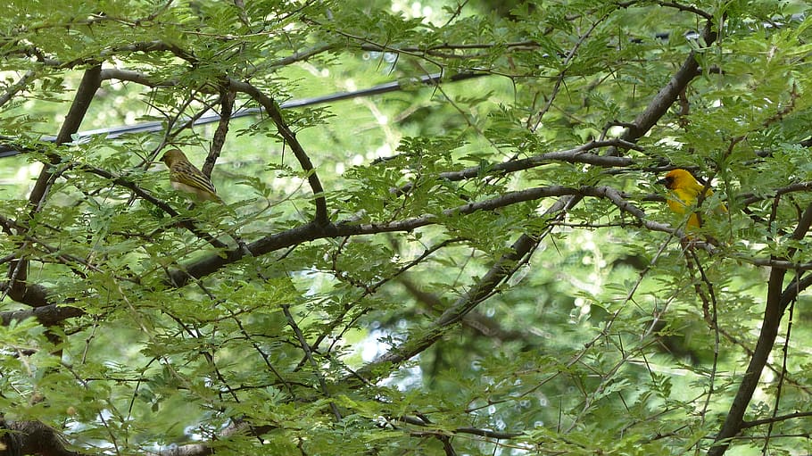 botswana, trees, forest, africa, spot, beauty, birds, green HD wallpaper