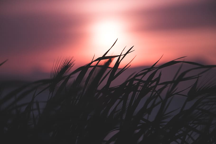 Silhouette Of Grass During Dawn, backlit, blur, close-up, depth of field HD wallpaper